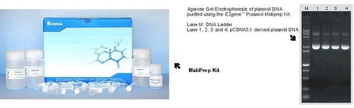 Express Endo free plasmid mini prep kit