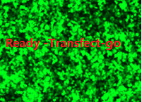 Ready-transfect-go