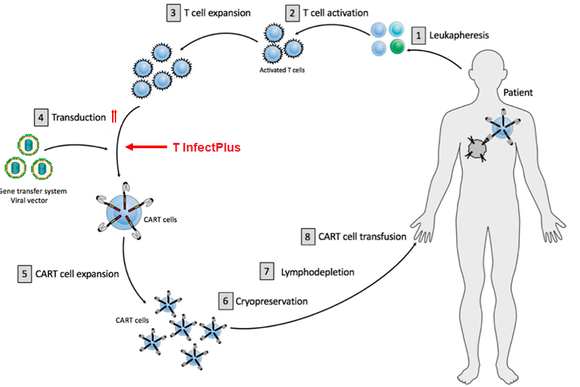 T  InfectPlus (1000x)